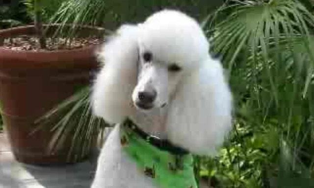SSLv3 Support Disabled By Default Due to POODLE Vulnerability